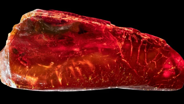 NUEVO TITULO: Descubren hormiga fosilizada de 40 millones de años en ámbar de la colección de Goethe