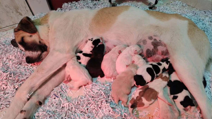 RESCATE EMOTIVO: LA HISTORIA DE NIEBLA, LA PERRA ENCONTRADA TRAS EL ACCIDENTE FERROVIARIO DE ADAMUZ