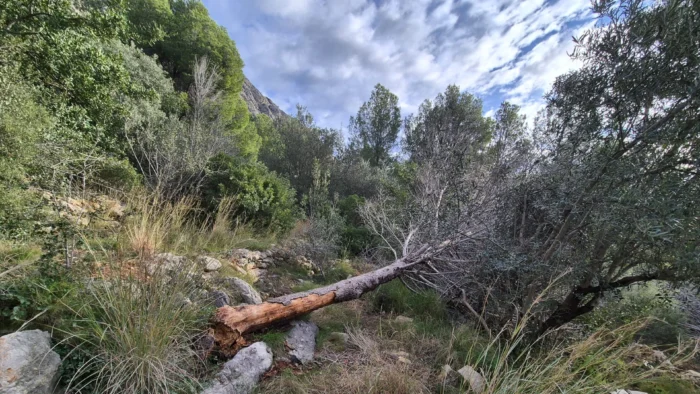 Actuación forestal de emergencia en el Parque de Segària de Ondara