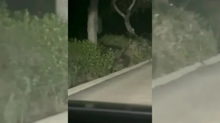 Valencia pide a la Generalitat intensificar el control de jabalíes en la Devesa Albufera para garantizar la seguridad vecinal