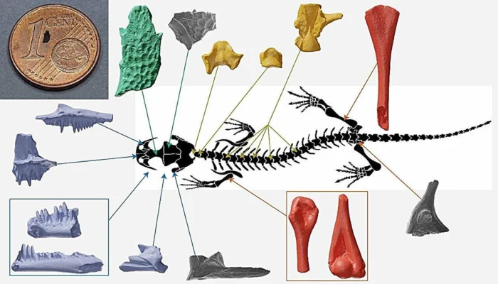 Fósiles de 150 millones de años revelan una nueva especie de un enigmático anfibio del Jurásico