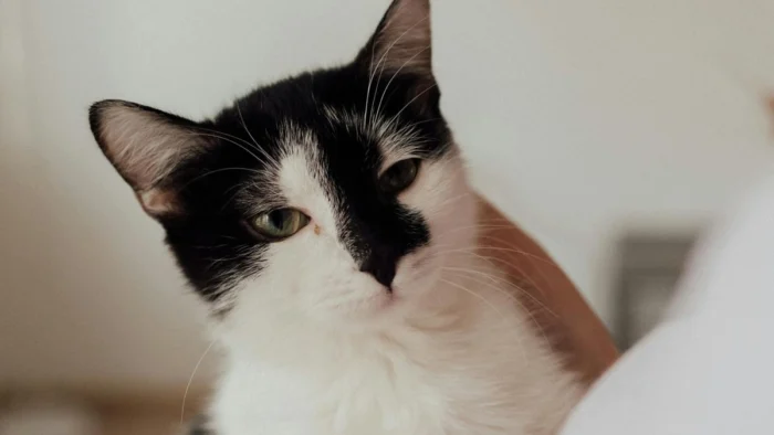 ¿Tu gato te manipula? La ciencia explica cómo lo hacen