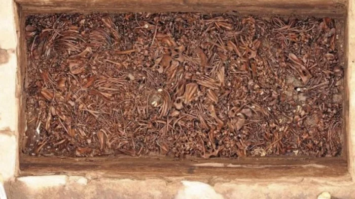 Los restos hallados junto al Huei Teocalli confirman que el zool&oacute;gico de Moctezuma existi&oacute; de verdad