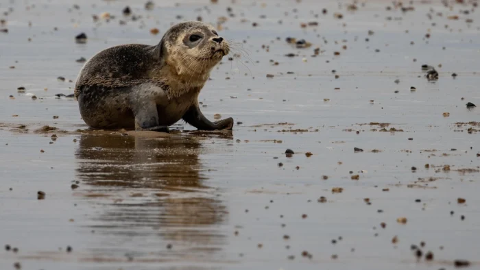 Una foca bebé llega a Asturias desde las islas británicas arrastrada por el fuerte oleaje y lucha por su vida en el acuario de Gijón