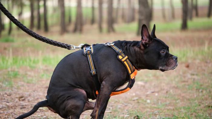 Sencelles implanta el ADN canino para multar a dueños incívicos y pacifica el tráfico a 20 km/h