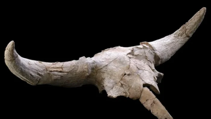 Nuevos hallazgos revelan rituales neandertales con cráneos de animales en Madrid