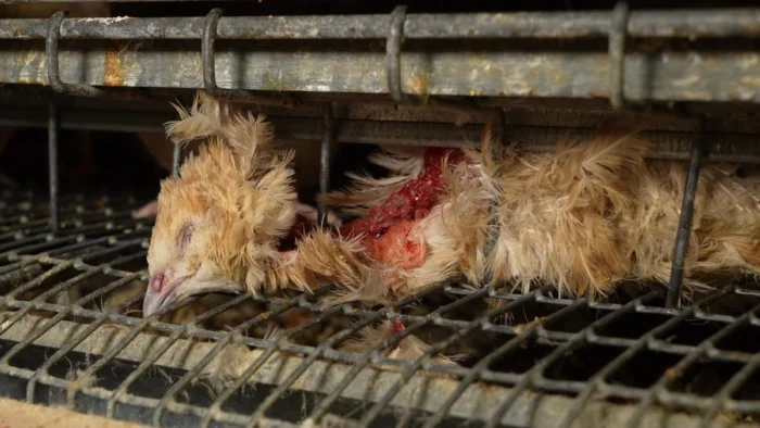 Denuncian "granja de los horrores" de codornices en Cataluña por presunto maltrato animal e insalubridad