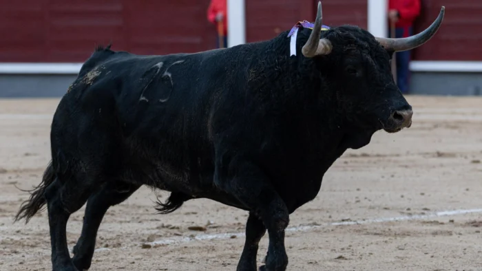 Luis Cuadri detalla la temporada de su ganadería y Cristian Pérez se prepara para confirmar en Las Ventas