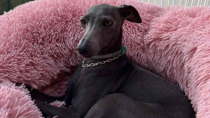 Lily, la galga italiana que vive como una bebé y genera debate sobre la humanización de las mascotas