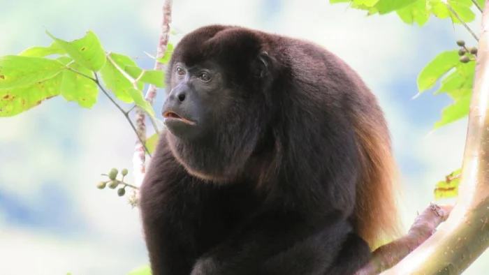 CUANTO MÁS PEQUEÑOS LOS TESTÍCULOS, MÁS FUERTE EL GRITO: LA PECULIAR ESTRATEGIA VOCAL DE CIERTOS MONOS