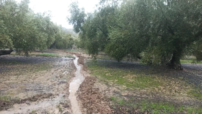 Devastadoras lluvias golpean la cosecha de aceituna en Priego de Córdoba