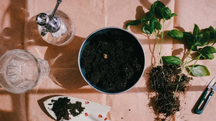 Plantas invasoras: cómo separarlas sin dañarlas y mantener un jardín saludable