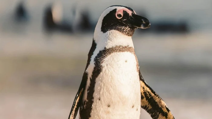El "Pingüino Nihilista": Un Meme que Refleja el Agotamiento y la Búsqueda de Sentido