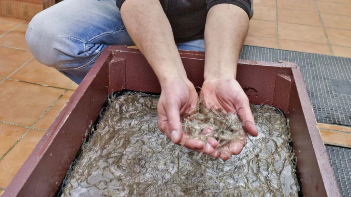 RECHAZO A LA PROTECCIÓN DE LA ANGUILA: COMUNIDADES AUTÓNOMAS EN CONTRA DE LA MEDIDA