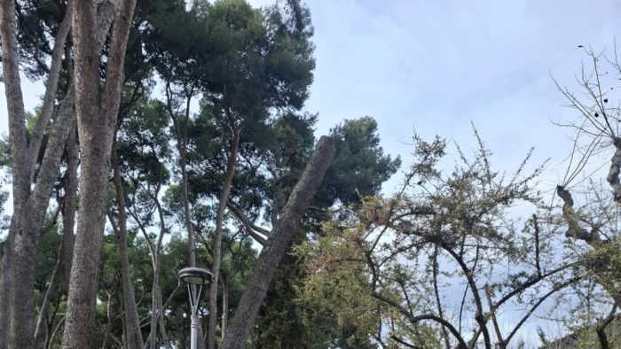 CIERRE PREVENTIVO DEL PINAR DEL PARQUE MIGUEL SERVET EN HUESCA POR RIESGO DE CAÍDA DE ÁRBOLES