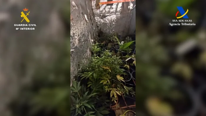 Golpe al narcotráfico en Granada: Desmantelan laboratorio subterráneo de marihuana
