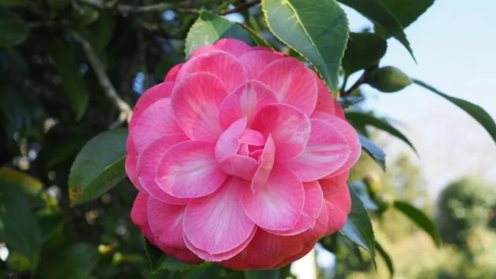 Las Camelias: Joyas del Invierno Gallego que Florecen en Pontevedra