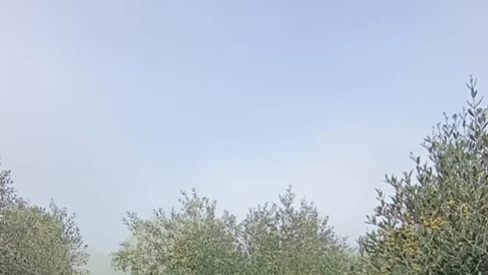 Una familia ourensana apuesta por la producción de aceite en el rural gallego para el futuro de su hija