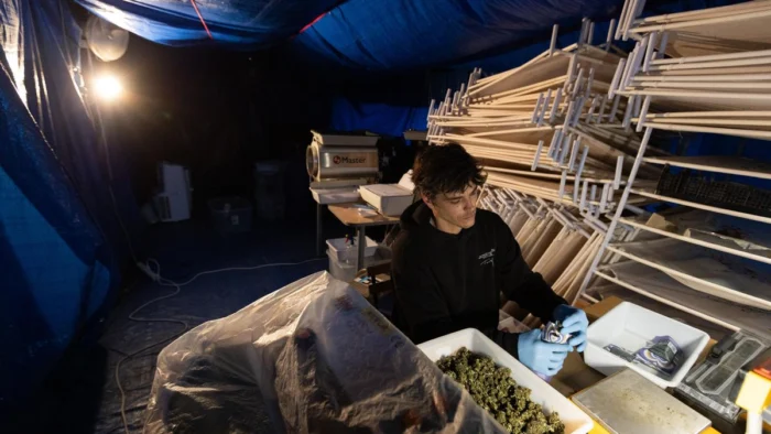 La venta de CBD en estancos enfrenta a los productores: "Más de 100 locales lo venden autorizados en Balears"