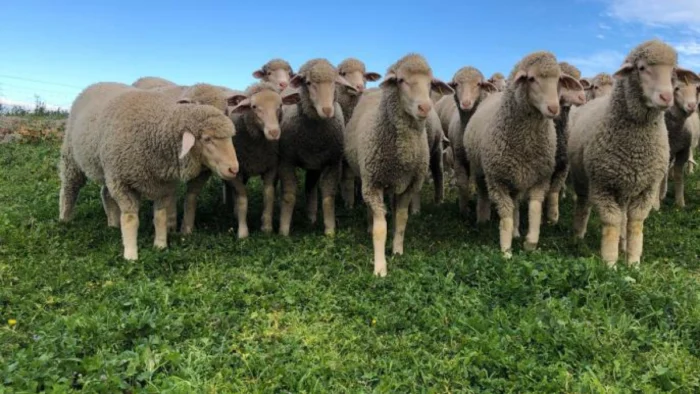 POLÉMICA POR RECORTES EN AYUDAS AGRARIAS EN EXTREMADURA