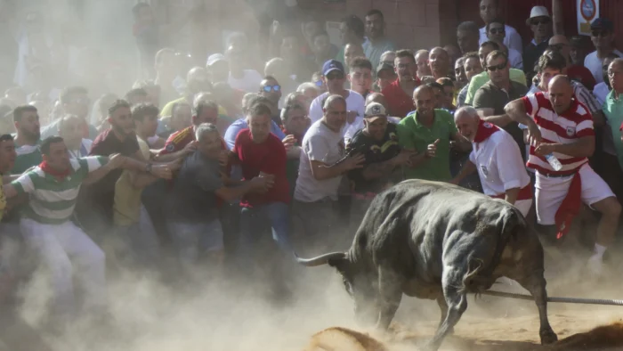 EL TORO ENMAROMADO DE BENAVENTE RECIBE EL PREMIO CASTILLA Y LEÓN DE TAUROMAQUIA 2025
