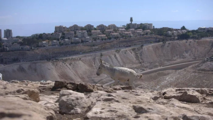 ONG Demandan a eDreams por Lucrarse con Alojamientos en Territorios Ocupados