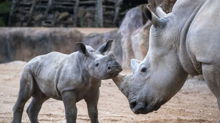 BIOPARC Valencia celebra su 18º aniversario reafirmando su compromiso con la conservación