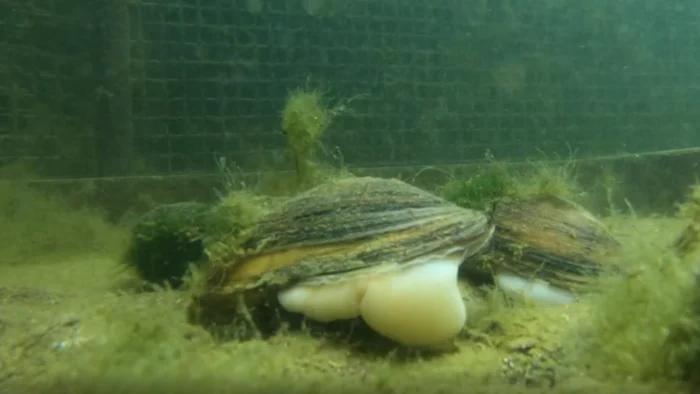 ALIANZA PARA SALVAR AL 'PETXINOT', EL MOLUSCO CLAVE DE L'ALBUFERA