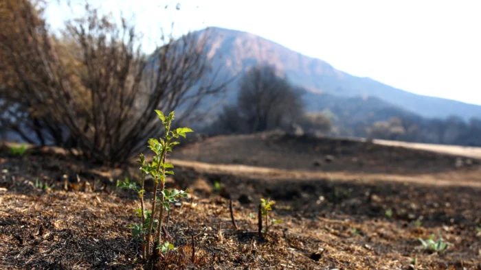 Castilla y León invierte 16 millones en la recuperación tras los incendios