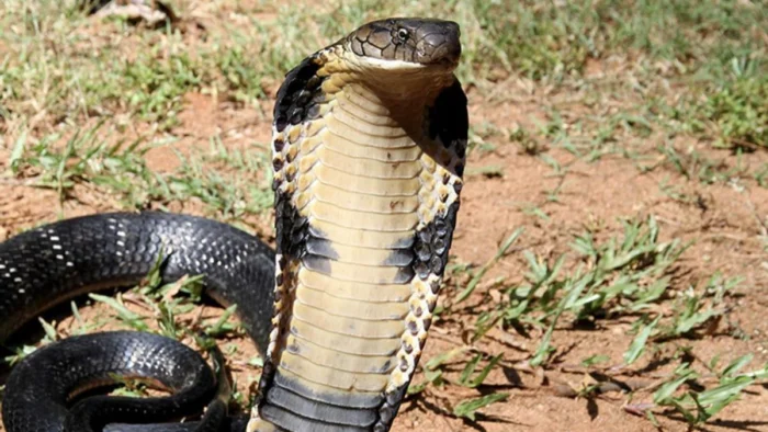 ¡Cuidado al viajar en tren en la India! Cobras venenosas aprenden a abordar y llegar a destinos inesperados