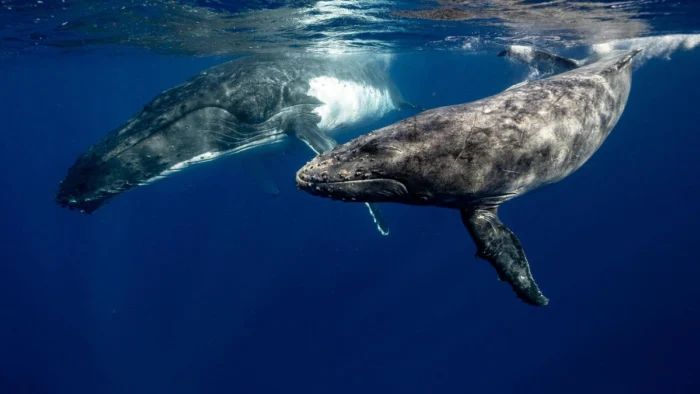 AVISTAMIENTO DE BALLENAS: 5 DESTINOS IMPRESIONANTES EN EL MUNDO