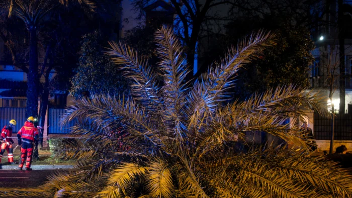 Reabierta al tráfico la avenida de La Palmera tras retirar un árbol por riesgo de caída