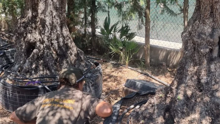 Baleares intensifica la lucha contra las especies invasoras para proteger su fauna autóctona