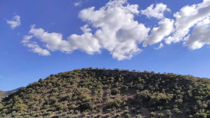 Nuevas Tensiones en el Mercado del Aceite de Oliva: Se Anticipan Subidas de Precio