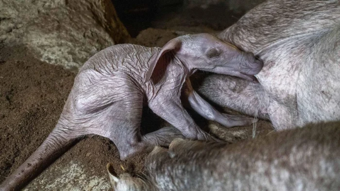 Nace en España un cerdo hormiguero, el animal "Frankenstein