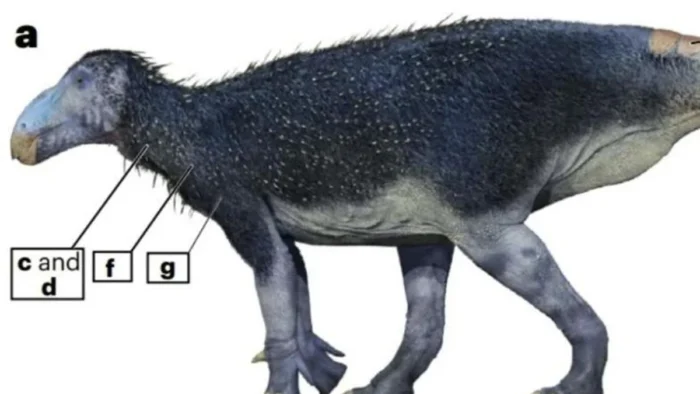 Un f&oacute;sil hallado en China muestra que algunos dinosaurios ten&iacute;an espinas huecas en la piel hace 125 millones de a&ntilde;os y obliga a replantear su evoluci&oacute;n