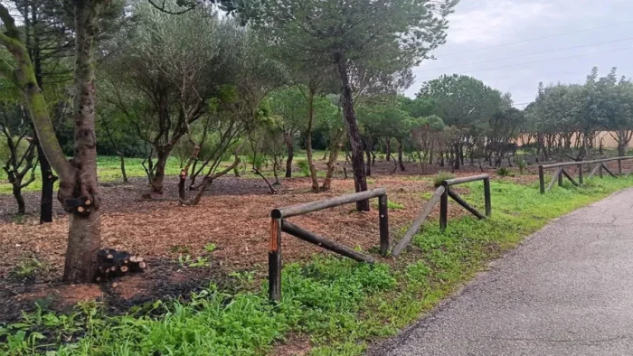 Nuevo plan de mantenimiento forestal en Puerto Real para prevenir incendios