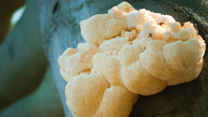 EL HONGO "MELENA DE LEÓN": UN ALIADO POTENCIAL CONTRA EL ALZHEIMER Y UN INGREDIENTE GOURMET