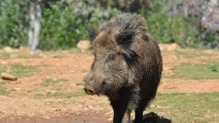 Crisis en el sector de la carne de caza en Cataluña tras un brote de peste porcina