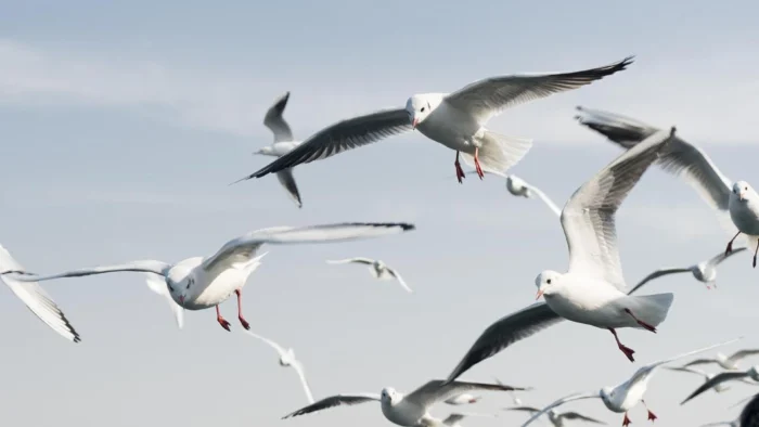 SESTAO DECLARA LA GUERRA A LAS GAVIOTAS: UN CENSO CIUDADANO PARA CONTROLAR LA POBLACIÓN