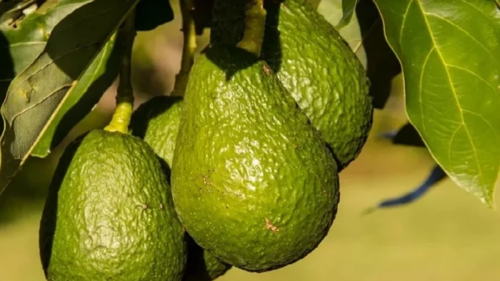 Ola de robos de aguacate alarma a los productores valencianos