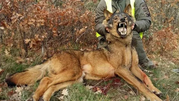 ¿Un año perdido para la protección del lobo en España?