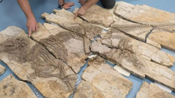 Un f&oacute;sil hallado en China muestra que algunos dinosaurios ten&iacute;an espinas huecas en la piel hace 125 millones de a&ntilde;os y obliga a replantear su evoluci&oacute;n