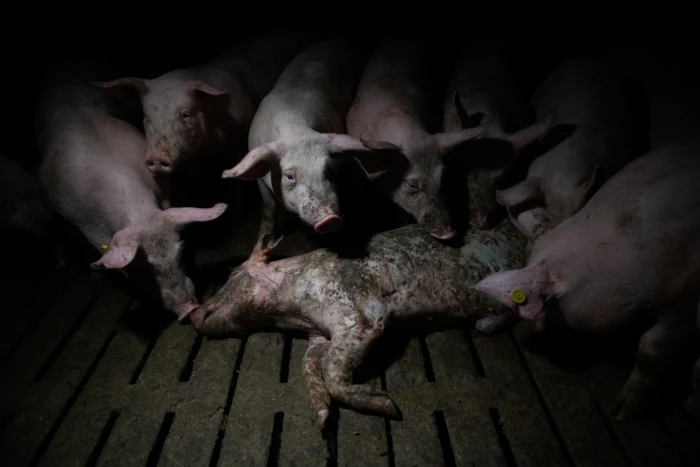Pilas de lechones muertos cubiertos de placenta y otros horrores "constantes" en la industria porcina