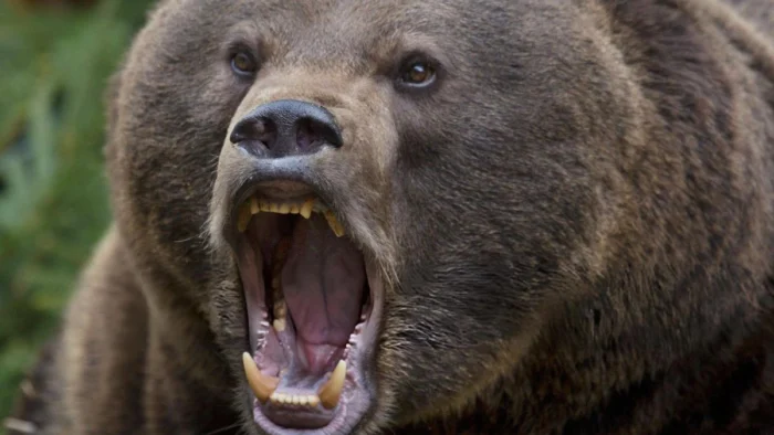 Ataque de oso salvaje causó la muerte de "El Príncipe" hace 28,000 años