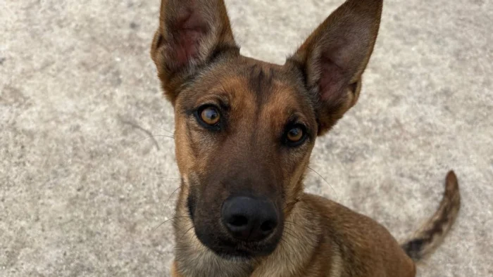 Cassy, la perra que lucha contra la ansiedad en un refugio y busca un hogar