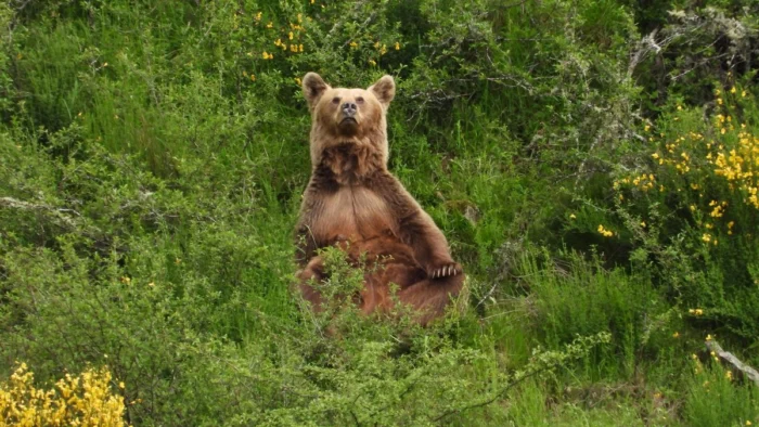 El Oso como Antepasado Humano: Un Estudio Indaga en su Papel en las Mitologías Antiguas