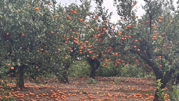 Impacto Devastador del Clima en la Agricultura Valenciana y Española