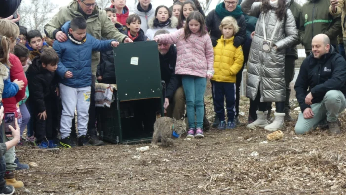 Liberación de Linces Ibéricos en Palencia Refuerza la Biodiversidad