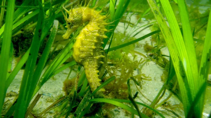 Nuevos arrecifes artificiales en Vigo para proteger a los caballitos de mar